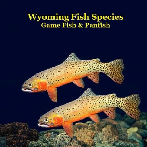 Wyoming Game Fish and Panfish Species Kids Book: Great Book About the Different Types of Fish in Wyoming by Kinsey Marie