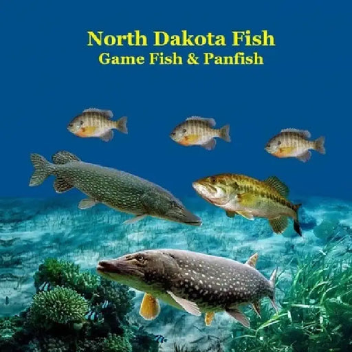 North Dakota Game Fish and Panfish Species Kids Book: Great Book About the Different Types of Fish in North Dakota by Kinsey Marie