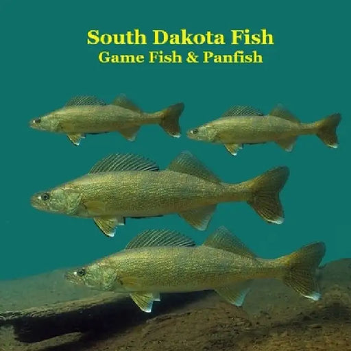 South Dakota Panfish and Game Fish Species Kids Book: Great Book About the Different Types of Fish in South Dakota by Kinsey Marie