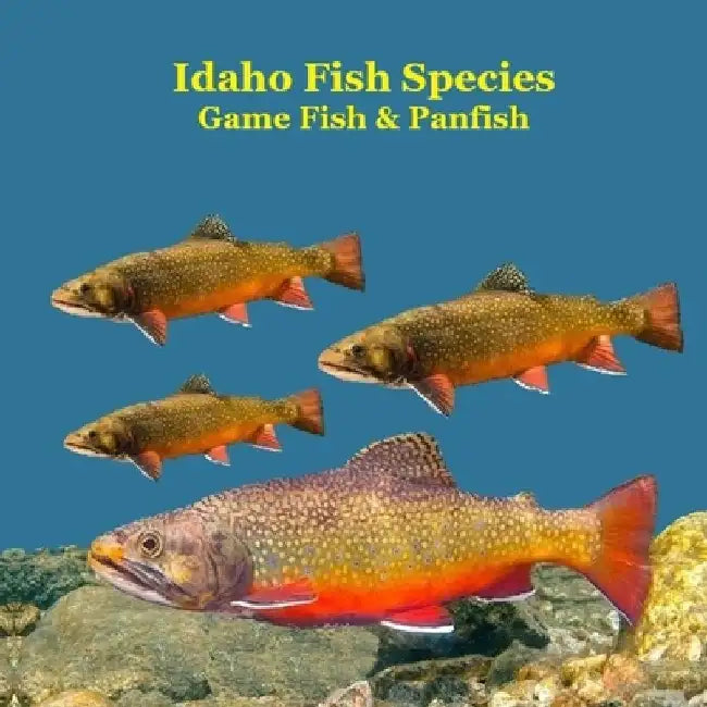 Idaho Panfish and Game Fish Species Kids Book: Great Book About the Different Types of Fish in Idaho by Kinsey Marie