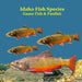Idaho Panfish and Game Fish Species Kids Book: Great Book About the Different Types of Fish in Idaho by Kinsey Marie