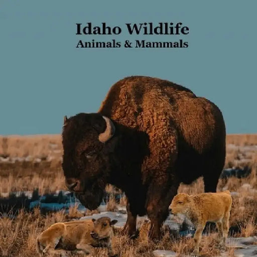 Idaho Animals and Mammals Kids Wildlife Book: Great Idaho Animals book with Lifelike Images and Fun Facts by Kinsey Marie