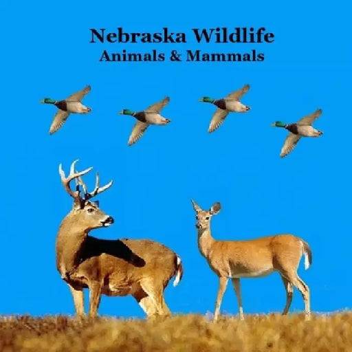 Nebraska Animals and Mammals Kids Wildlife Book: Great Nebraska Animals book with Lifelike Images and Fun Facts by Kinsey Marie