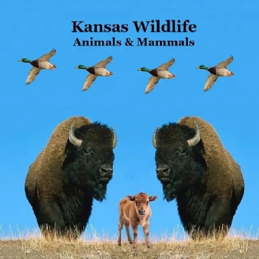 Kansas Animals and Mammals Kids Wildlife Book: Great Kansas Animals book with Lifelike Images and Fun Facts by Kinsey Marie