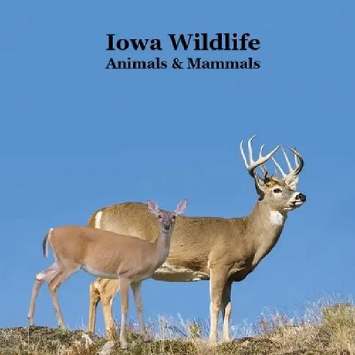 Iowa Animals and Mammals Kids Wildlife Book: Great Iowa Animals book with Lifelike Images and Fun Facts by Kinsey Marie