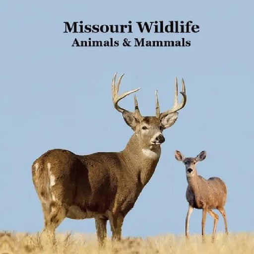 Missouri Animals and Mammals Kids Wildlife Book: Great Missouri Animals book with Lifelike Images and Fun Facts by Marie, Kinsey