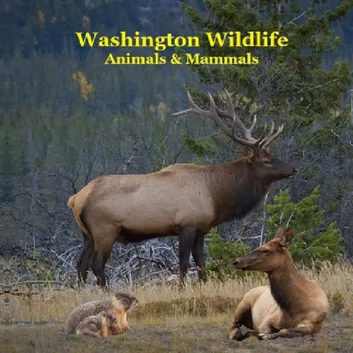Washington State Animals and Mammals Kids Wildlife Book: Great Washington State Animals book with Lifelike Images and Fun Facts by Kinsey Marie
