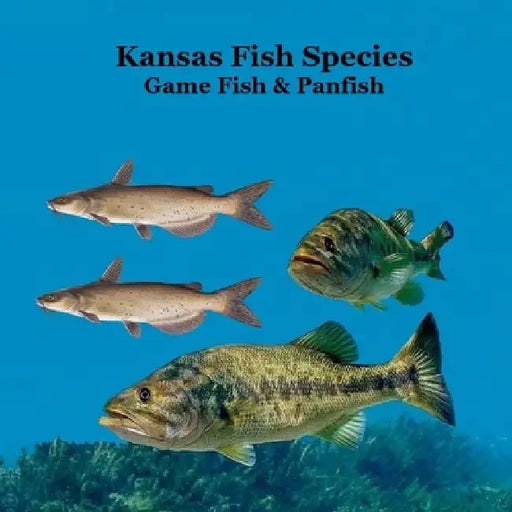 Kansas Game Fish and Panfish Species Kids Book: Great Book About the Different Types of Fish in Kansas by Kinsey Marie