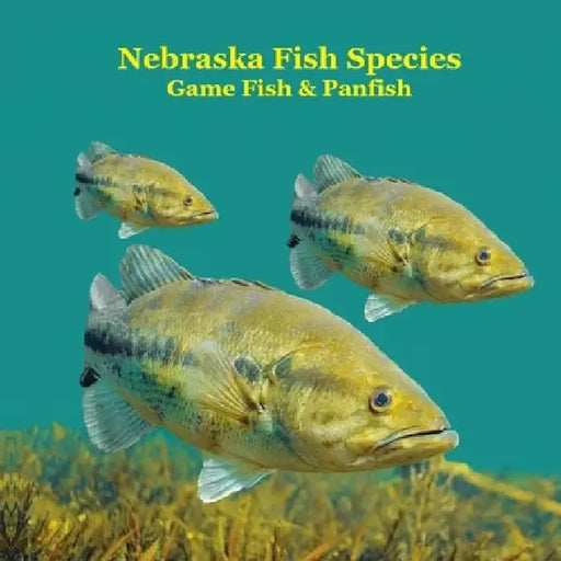 Nebraska Game Fish and Panfish Species Kids Book: Great Book About the Different Types of Fish in Nebraska by Kinsey Marie
