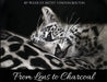 From Lens To Charcoal by Lynton Bolton