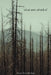 what am i afraid of by Leslie Papp