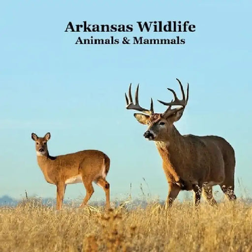 Arkansas Animals and Mammals Kids Wildlife Book: Excellent Wildlife Book about Animals and Mammals in Arkansas by Kinsey Marie