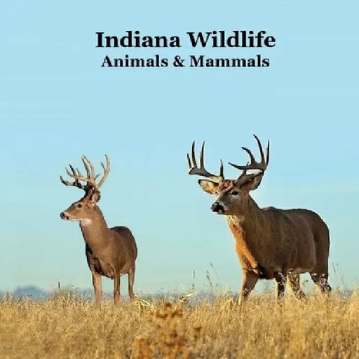 Indiana Animals and Mammals Kids Wildlife Book: Excellent Wildlife Book about Animals and Mammals in Indiana by Kinsey Marie
