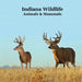 Indiana Animals and Mammals Kids Wildlife Book: Excellent Wildlife Book about Animals and Mammals in Indiana by Kinsey Marie