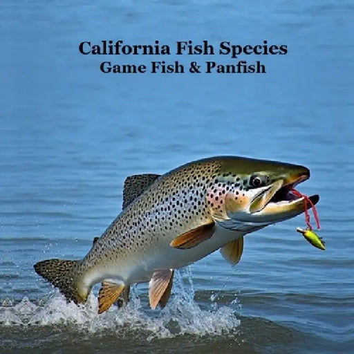 California Game Fish and Panfish Species Kids Book: Great Book About the Different Types of Fish in California by Kinsey Marie, Billy Grinslott