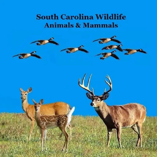 South Carolina Animals and Mammals Kids Wildlife Book: Great Wildlife Book about Animals and Mammals in South Carolina by Kinsey Marie, Billy Grinslott