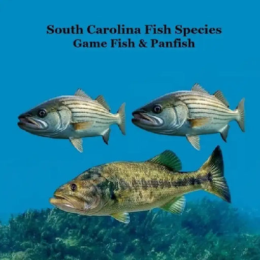 South Carolina Game Fish and Panfish Species Kids Book: Great Book About the Different Types of Fish in South Carolina by Kinsey Marie, Billy Grinslott