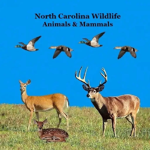 North Carolina Animals and Mammals Kids Wildlife Book: Great Wildlife Book about Animals and Mammals in North Carolina by Kinsey Marie, Billy Grinslott