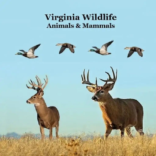 Virginia Animals and Mammals Kids Wildlife Book: Great Wildlife Book about Animals and Mammals in Virginia by Kinsey Marie, Billy Grinslott