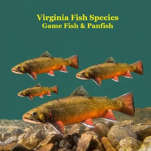 Virginia Game Fish and Panfish Species Kids Book: Great Book About the Different Types of Fish in Virginia by Kinsey Marie, Billy Grinslott