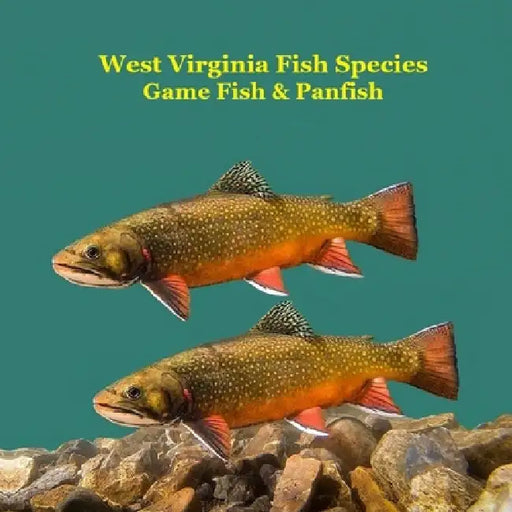West Virginia Game Fish and Panfish Species Kids Book: Great Book About the Different Types of Fish in West Virginia by Kinsey Marie, Billy Grinslott