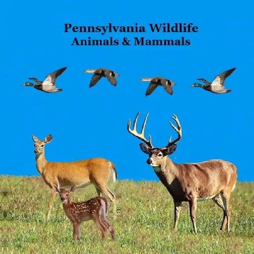 Pennsylvania Animals and Mammals Kids Wildlife Book: Great Wildlife Book about Animals and Mammals in Pennsylvania by Kinsey Marie, Billy Grinslott