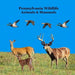 Pennsylvania Animals and Mammals Kids Wildlife Book: Great Wildlife Book about Animals and Mammals in Pennsylvania by Kinsey Marie, Billy Grinslott