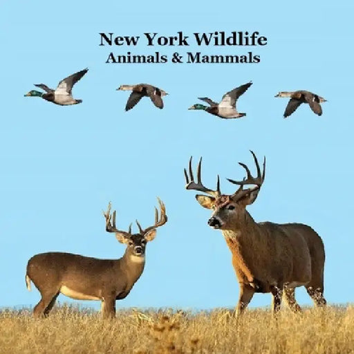 New York Animals and Mammals Kids Wildlife Book: Great Wildlife Book about Animals and Mammals in New York by Kinsey Marie, Billy Grinslott