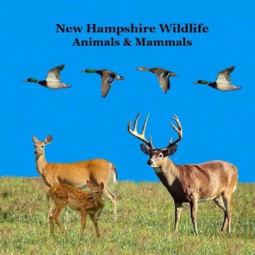 New Hampshire Animals and Mammals Kids Wildlife Book: Great Wildlife Book about Animals and Mammals in New Hampshire by Kinsey Marie, Billy Grinslott