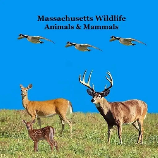 Massachusetts Animals and Mammals Kids Wildlife Book: Great Wildlife Book about Animals and Mammals in Massachusetts by Kinsey Marie, Billy Grinslott
