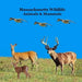 Massachusetts Animals and Mammals Kids Wildlife Book: Great Wildlife Book about Animals and Mammals in Massachusetts by Kinsey Marie, Billy Grinslott