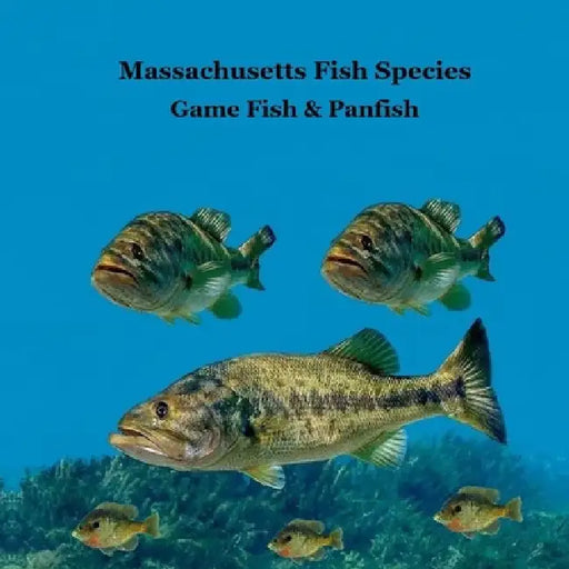 Massachusetts Game Fish and Panfish Species Kids Book: Great Book About the Different Types of Fish in Massachusetts by Kinsey Marie, Billy Grinslott