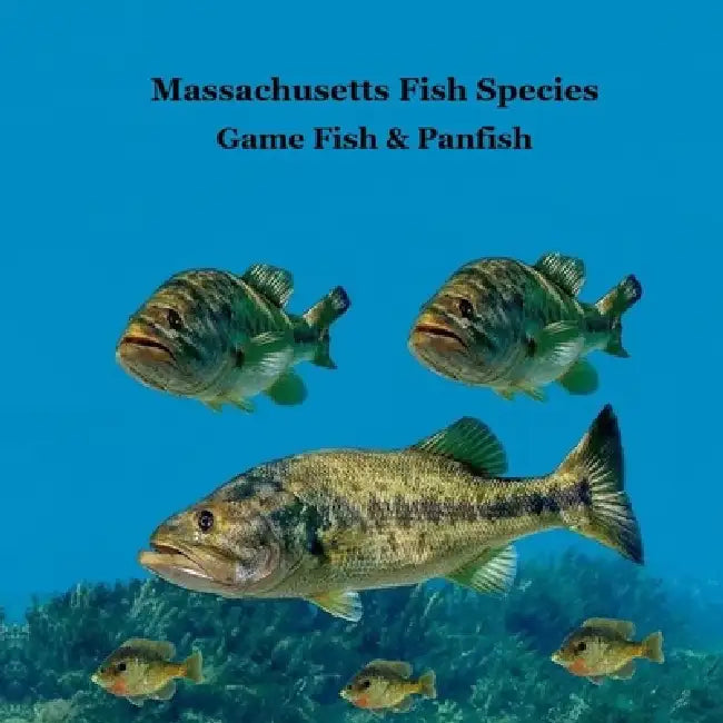 Massachusetts Game Fish and Panfish Species Kids Book: Great Book About the Different Types of Fish in Massachusetts by Kinsey Marie, Billy Grinslott