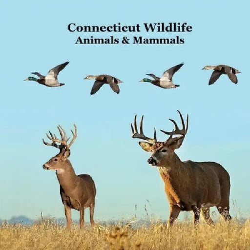 Connecticut Animals and Mammals Kids Wildlife Book: Great Wildlife Book about Animals and Mammals in Connecticut by Kinsey Marie, Billy Grinslott