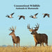 Connecticut Animals and Mammals Kids Wildlife Book: Great Wildlife Book about Animals and Mammals in Connecticut by Kinsey Marie, Billy Grinslott