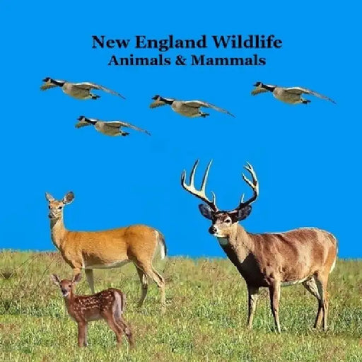 New England Animals and Mammals Kids Wildlife Book: Great Wildlife Book about Animals and Mammals in New England by Kinsey Marie, Billy Grinslott