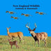 New England Animals and Mammals Kids Wildlife Book: Great Wildlife Book about Animals and Mammals in New England by Kinsey Marie, Billy Grinslott