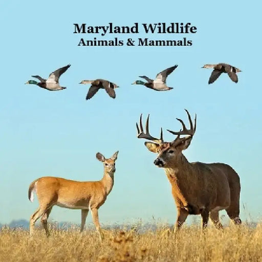 Maryland Animals and Mammals Kids Wildlife Book: Great Wildlife Book about Animals and Mammals in Maryland by Kinsey Marie, Billy Grinslott