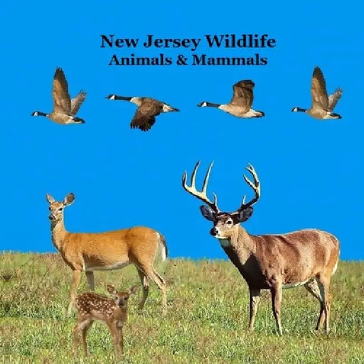 New Jersey Animals and Mammals Kids Wildlife Book: Great Wildlife Book about Animals and Mammals in New Jersey by Kinsey Marie, Billy Grinslott