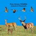 New Jersey Animals and Mammals Kids Wildlife Book: Great Wildlife Book about Animals and Mammals in New Jersey by Kinsey Marie, Billy Grinslott