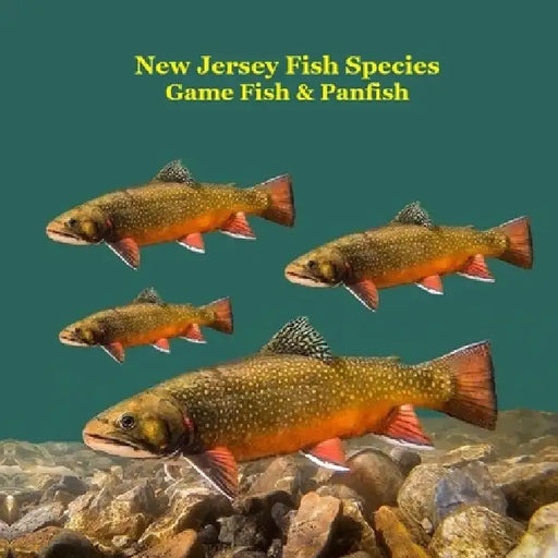New Jersey Game Fish and Panfish Species Kids Book: Great Book About the Different Types of Fish in New Jersey by Kinsey Marie, Billy Grinslott