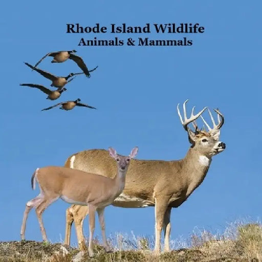 Rhode Island Animals and Mammals Kids Wildlife Book: Great Wildlife Book about Animals and Mammals in Rhode Island by Kinsey Marie, Billy Grinslott