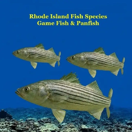 Rhode Island Game Fish and Panfish Species Kids Book: Great Book About the Different Types of Fish in Rhode Island by Kinsey Marie, Billy Grinslott