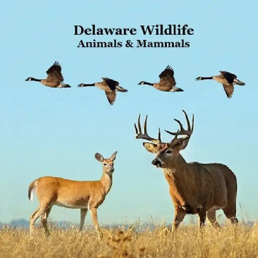 Delaware Animals and Mammals Kids Wildlife Book: Great Wildlife Book about Animals and Mammals in Delaware by Kinsey Marie, Billy Grinslott