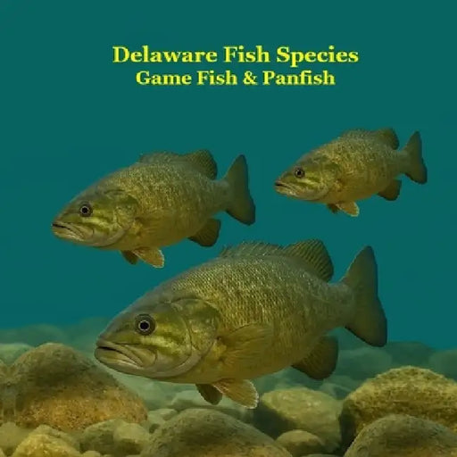 Delaware Game Fish and Panfish Species Kids Book: Great Book About the Different Types of Fish in Delaware by Kinsey Marie, Billy Grinslott