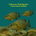 Delaware Game Fish and Panfish Species Kids Book: Great Book About the Different Types of Fish in Delaware by Kinsey Marie, Billy Grinslott