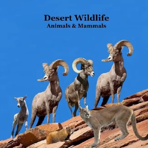 Desert Animals and Mammals Kids Wildlife Book: Great Book About Animals that Live in the Hottest Deserts of America by Kinsey Marie, Billy Grinslott