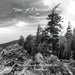 Trees: A Photographic Study in Determination by Dana Garrett