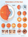 Disorders of the Eye Anatomical Chart by Anatomical Chart Company (COR)