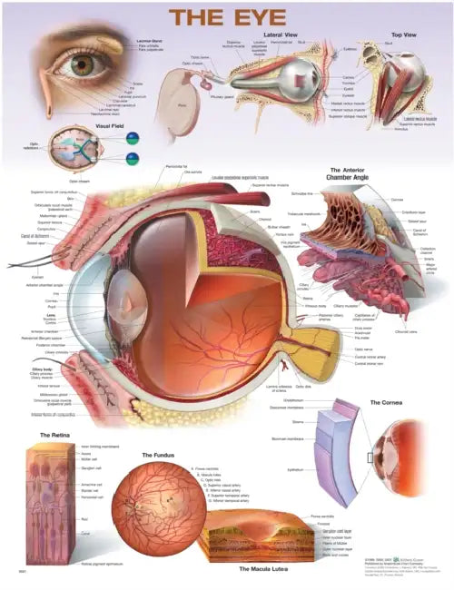 The Eye Anatomical Chart by Anatomical Chart Company (COR)